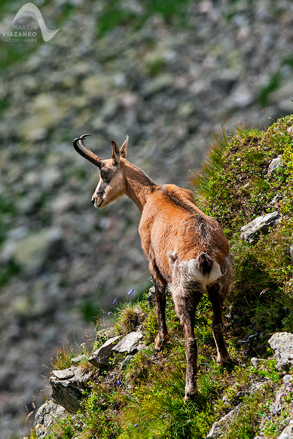 kamzik vrchovský tatranský, rupicapra rupicapra tatrica, chamois, gemse, wildlife, photo, divoká príroda, kamzík alpský, vysoké tatry, foto, high tatras